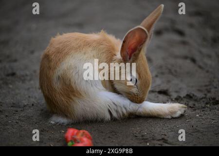 Kaninchen im Helsingborgs Tier- und Spielpark in Helsingborg, Schweden. Stockfoto