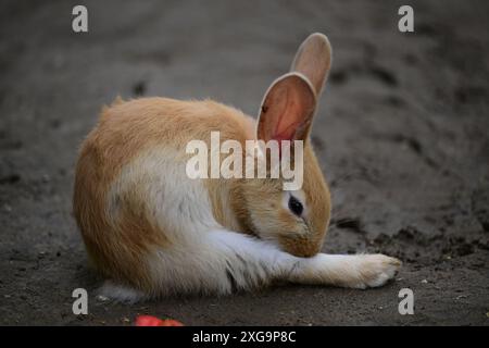 Kaninchen im Helsingborgs Tier- und Spielpark in Helsingborg, Schweden. Stockfoto
