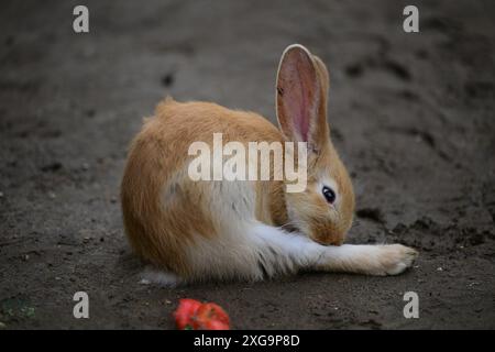 Kaninchen im Helsingborgs Tier- und Spielpark in Helsingborg, Schweden. Stockfoto