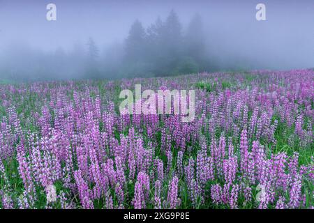 Lupin, Fog, Williams Ridge, Redwood National Park, Kalifornien Stockfoto