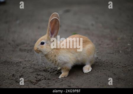 Kaninchen im Helsingborgs Tier- und Spielpark in Helsingborg, Schweden. Stockfoto