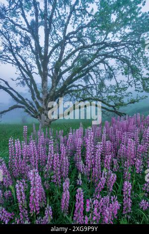 Lupin, Fog, Oregon White Oak, Childs Hill Prairie, Redwood National Park, Kalifornien Stockfoto