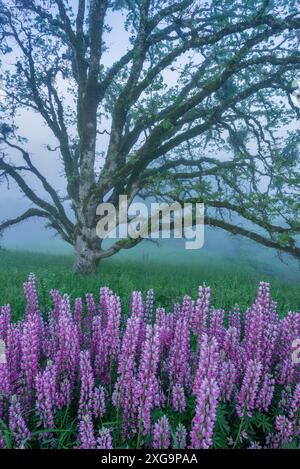 Lupin, Fog, Oregon White Oak, Childs Hill Prairie, Redwood National Park, Kalifornien Stockfoto