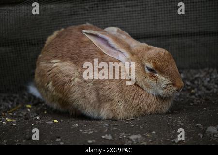 Kaninchen im Helsingborgs Tier- und Spielpark in Helsingborg, Schweden. Stockfoto