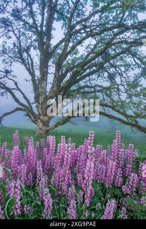 Lupin, Fog, Oregon White Oak, Childs Hill Prairie, Redwood National Park, Kalifornien Stockfoto