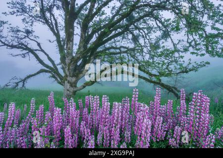 Lupin, Fog, Oregon White Oak, Childs Hill Prairie, Redwood National Park, Kalifornien Stockfoto