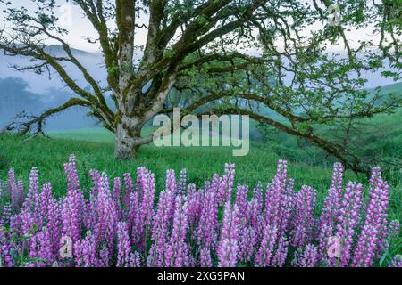 Lupin, Fog, Oregon White Oak, Childs Hill Prairie, Redwood National Park, Kalifornien Stockfoto