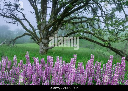 Lupin, Fog, Oregon White Oak, Childs Hill Prairie, Redwood National Park, Kalifornien Stockfoto