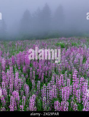 Lupin, Fog, Williams Ridge, Redwood National Park, Kalifornien Stockfoto