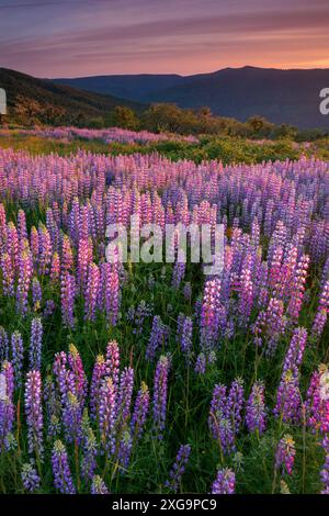 Lupine, Childs Hill Prairie, Redwood National Park, Kalifornien Stockfoto