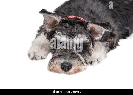 Der kleine Schnauzer-Hund liegt auf einem weißen Hintergrund und sieht die Kamera isoliert an Stockfoto