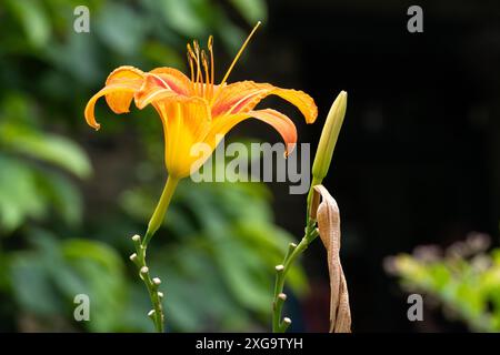 Orange Taglilie (Hemerocallis fulva) bei Bergkreuzungen bei Walasi Yi auf dem Appalachian Trail in der Nähe von Blairsville, Georgia. (USA) Stockfoto