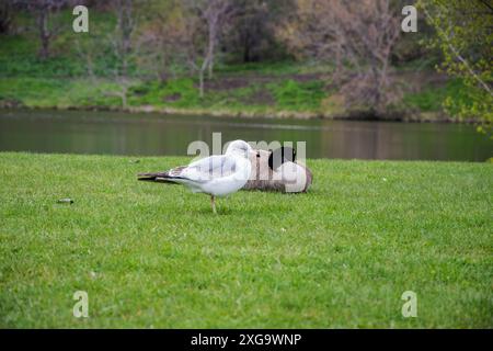 Möwen und Kanadas liegen auf dem Gras am Teich im Angrignon Park in Montreal, Quebec, Kanada Stockfoto