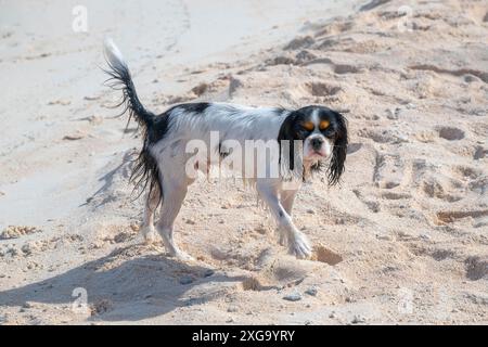 Cavalier King Charles Spaniel, nach einem erfrischenden Bad im Pazifik, Welpe, Tikehau, Atoll, Tuamotu Archipel, Tuherahera, Rangiroa, Französisch Stockfoto