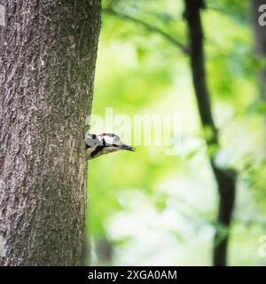 Großer Specht, der von einem Loch in einem Baum schaut Stockfoto