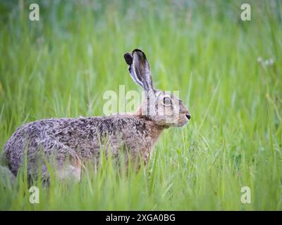 Hase sitzt im Frühling auf einer Wiese Stockfoto