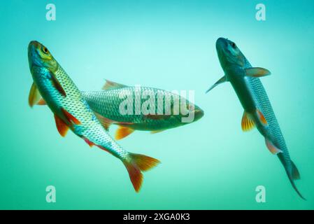 Karpfen an einem Fischteich unter Wasser Stockfoto