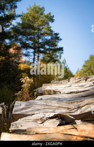 Kiefern- und Fichtenbäume. Baumstämme stapeln sich, die Holzindustrie. Breite Banner- oder Panorama-Holzkästen Stockfoto