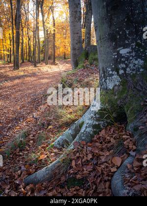 Herbstfarben leuchtende Blätter in der Allee der Buchen Stockfoto