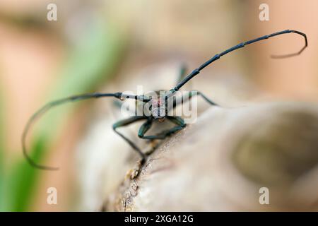 Vorderansicht eines Moschuskäfers (Aromia moschata) auf einem Baumstamm Stockfoto