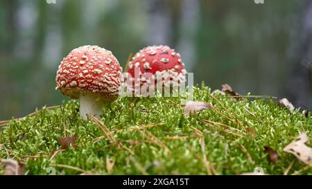 Fliegenagarie (Amanita muscaria) wachsen im Herbst auf dem Waldboden Stockfoto