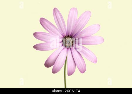 Lila Cape marguerite (Dimorphotheca ecklonis) Blume isoliert auf beigem Hintergrund. Stockfoto