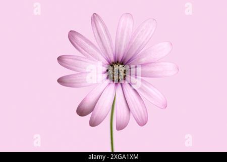 Violette Cape marguerite (Dimorphotheca ecklonis) Blume isoliert auf violettem Hintergrund. Stockfoto