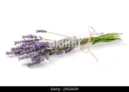 Lavendelblume (lavandula) auf weißem Hintergrund, ein Haufen Pflanzen Stockfoto