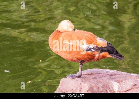 Ruddy Shelduck, oder rote Ente, lat. Tadorna ferruginea, Schwimmen auf einem See. Es ist Wasservögel Familie von Enten, ähnlich wie die gemeinsame. Der Vogel hat einen Orang Stockfoto