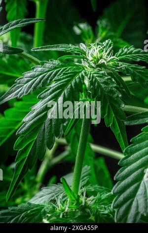 Blühende Cannabispflanze mit leuchtend grünen Blättern und weißen Blüten. Anbau von Marihuana für medizinische Zwecke. Üppiges Laub Stockfoto