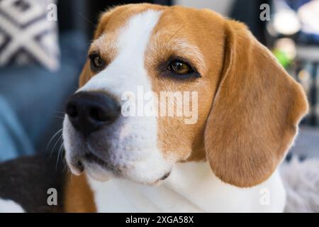 Beagle-Hund, der sich auf dem Sofa im Freien entspannt. Hintergrund des Hundes Stockfoto