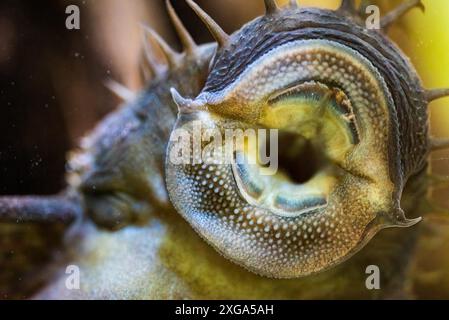 (Ancistrus) Art Langflossen-Bushymouth-Welse auf Aquariumglas. Makrohintergrund Stockfoto