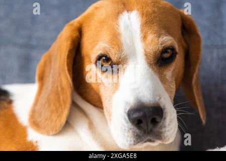 Schlafender Beagle-Hund auf Couch drinnen. Eckzähne Stockfoto