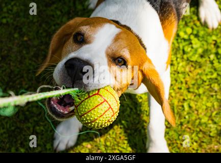 Beagle Hund im Freien Porträt von Tricolor Rasse Hund Thema Stockfoto