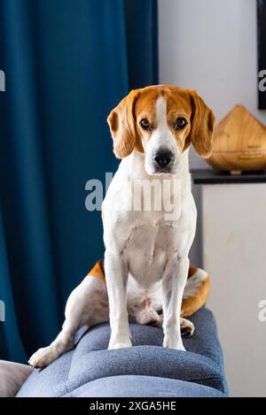 Schlafender Beagle-Hund auf Couch drinnen. Eckzähne Stockfoto