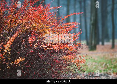 Japanischer Berberbusch im Herbst Stadtpark gegen Bäume in nebligen Morgen, Herbstlandschaft Stockfoto