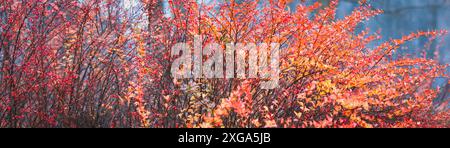 Roter Herbstlaub Hintergrund, japanischer Berberbusch im Herbstpark, Breite Bannergröße Stockfoto