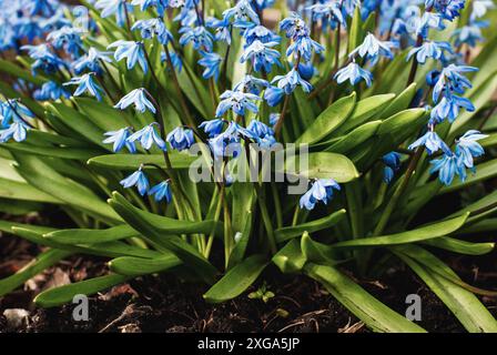 Scilla siberica (sibirischer Schnitzel) (Saphirstern) (Holzschnitzel) blaue Blüten im Frühlingsgarten Stockfoto