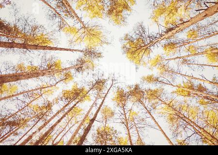 Gelbe Bäume im Herbstwald gegen blassen Himmel Stockfoto