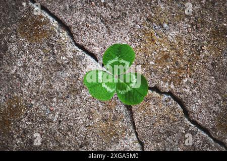 Grünkleepflanze aus Stein, Wiedergeburt, Wiedergeburt, Resilienz und Erneuerungskonzept Stockfoto