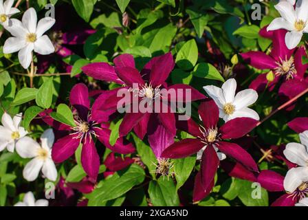 Rot-weiße Clematis blühende Pflanzen blühen im Sommergarten Stockfoto