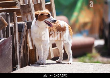 Kleiner rot-weißer Hundewelpe mit traurigen Augen Das Tierheim für die Adoption Stockfoto