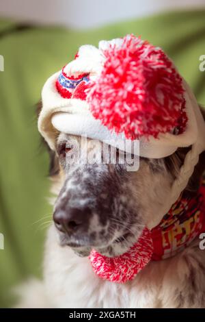 Lustiges Porträt eines großen Hundes mit warmer Strickmütze, Winter- oder Herbstkonzept Stockfoto