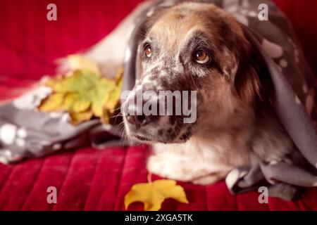 Big Shepherd Dog liegt auf rotem Sofa und Herbstblättern Stockfoto