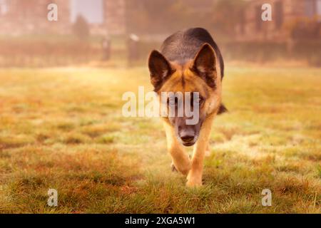 Schöne junge deutsche Schäferhund kommt Aktion, im Freien Stockfoto