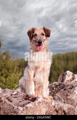 Großer Hund auf dem Stein sitzend, Waldbäume dahinter Stockfoto