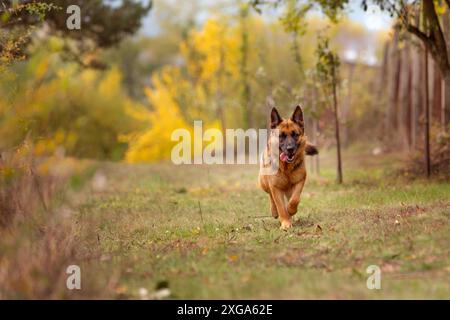 Schöne junge deutsche Schäferhund laufen Aktion, im Freien Stockfoto