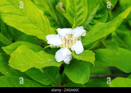 Im Frühjahr blühen die Medelblüten auf den Bäumen, im Frühling blühen die Medelblüten auf den Bäumen Stockfoto