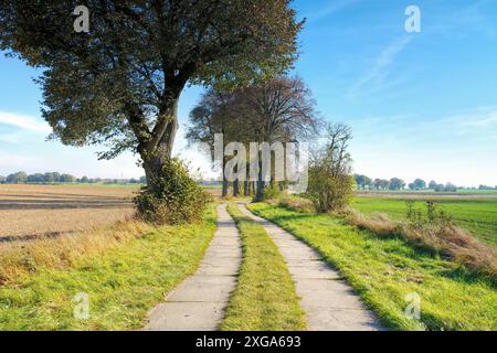 Allee in der Uckermark im Herbst, kleiner Feldweg, Baumallee in der Uckermark im Herbst, kleiner Feldweg Stockfoto