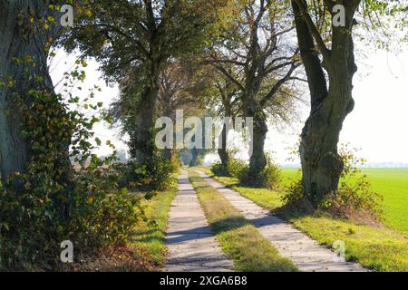 Allee in der Uckermark im Herbst, kleiner Feldweg, Baumallee in der Uckermark im Herbst, kleiner Feldweg Stockfoto